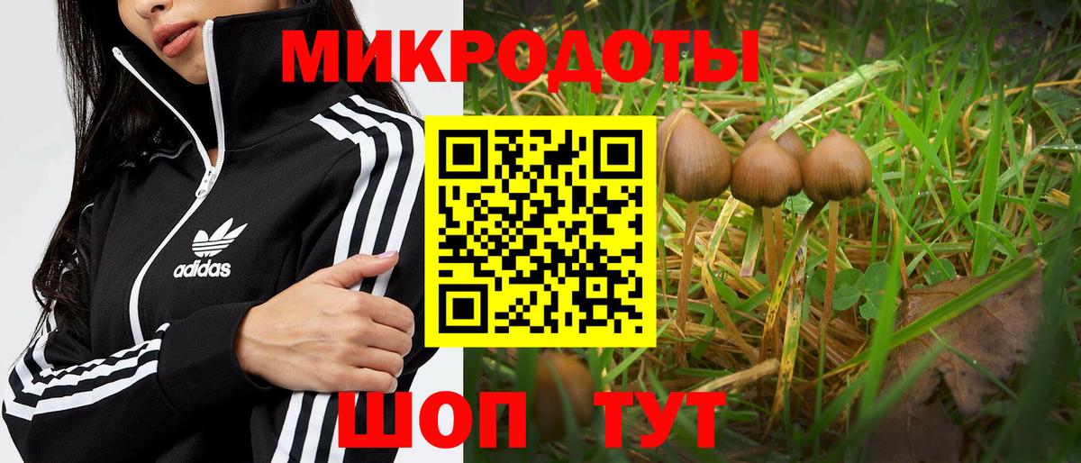 Псилоцибиновые грибы Psilocybe Бугуруслан